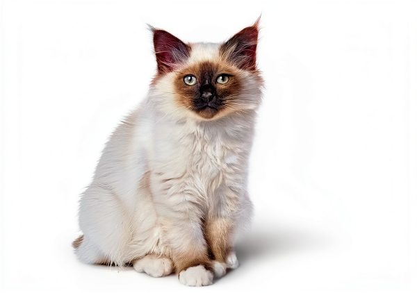 Royal Canin Feline Health Nutrition Kitten Dry Cat Food, 7 lb Bag-3